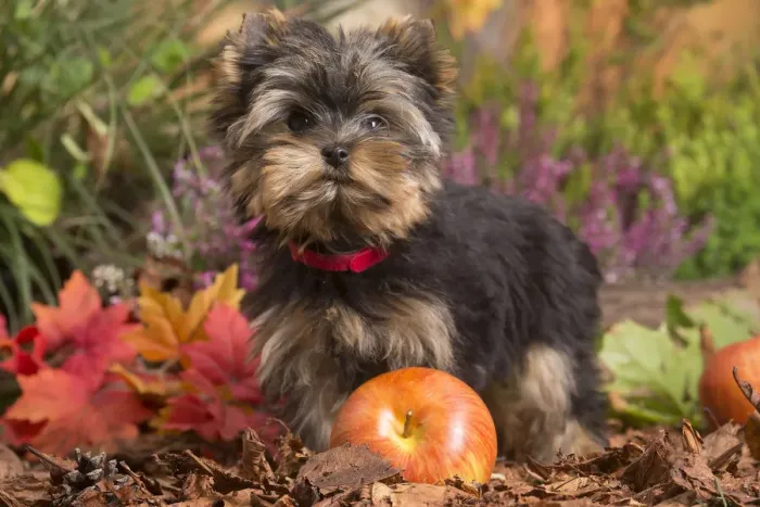 Framed Print : 13132131. Yorkshire Terrier puppy outdoors in Autumn Date Framed Print : 13132131. Yorkshire Terrier puppy outdoors in Autumn Date