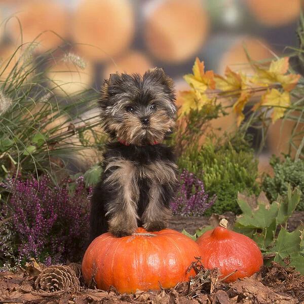 13132132. Yorkshire Terrier puppy outdoors in Autumn Date
