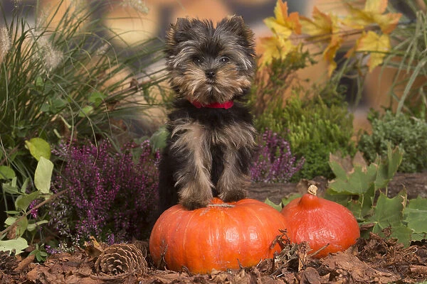 13132133. Yorkshire Terrier puppy outdoors in Autumn Date