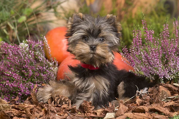 13132134. Yorkshire Terrier puppy outdoors in Autumn Date