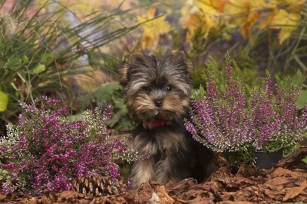 13132136. Yorkshire Terrier puppy outdoors in Autumn Date