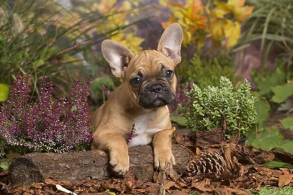 13132138. French Bulldog puppy outdoors in Autumn Date