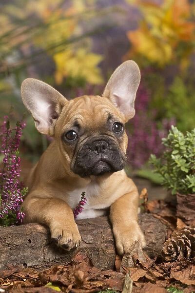 13132139. French Bulldog puppy outdoors in Autumn Date