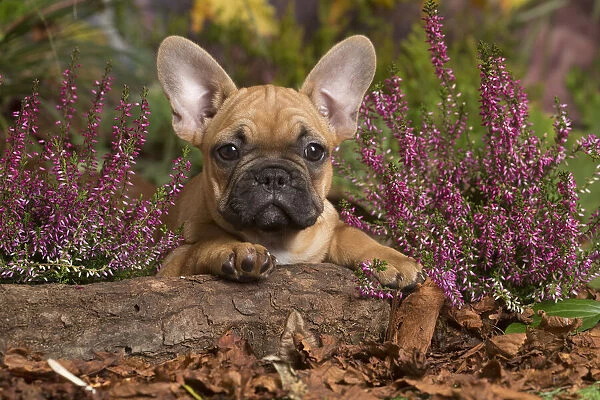 13132141. French Bulldog puppy outdoors in Autumn Date
