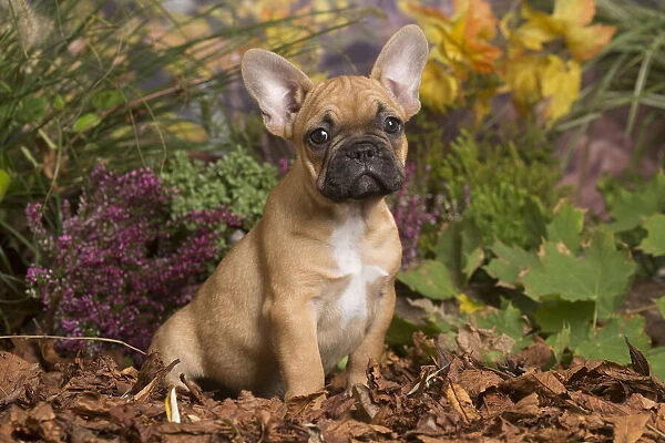 13132143. French Bulldog puppy outdoors in Autumn Date