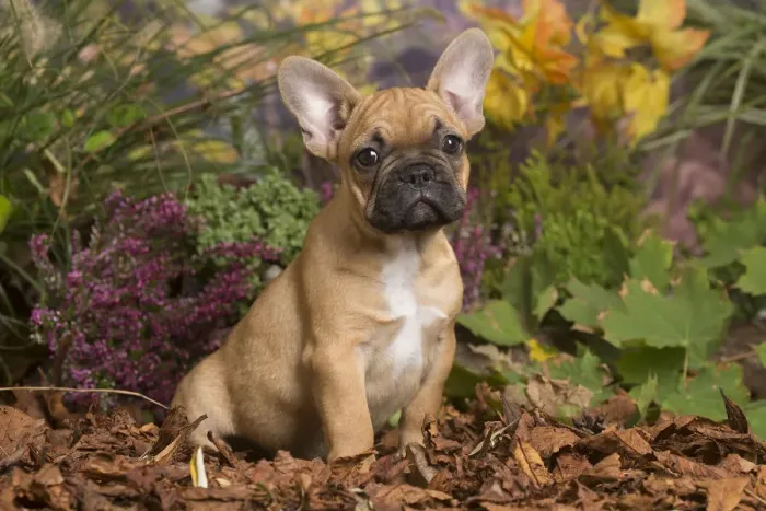 Framed Print : 13132143. French Bulldog puppy outdoors in Autumn Date Framed Print : 13132143. French Bulldog puppy outdoors in Autumn Date