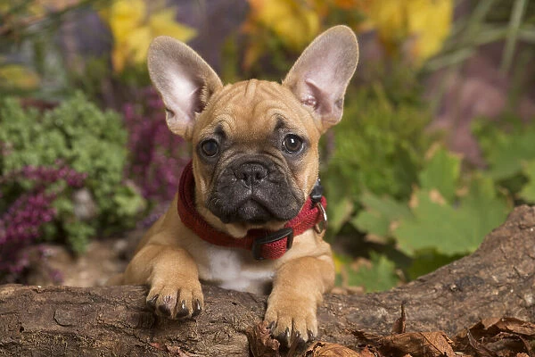 13132144. French Bulldog puppy outdoors in Autumn Date