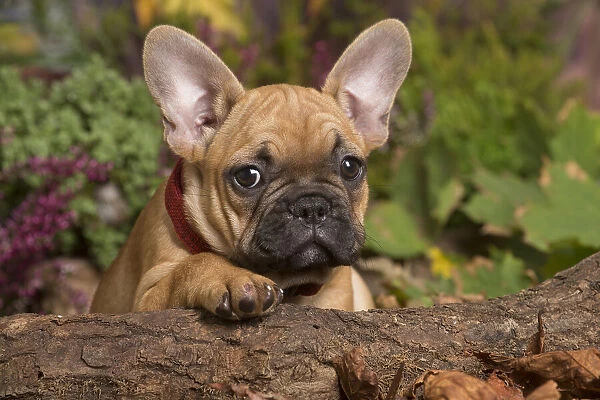 13132145. French Bulldog puppy outdoors in Autumn Date