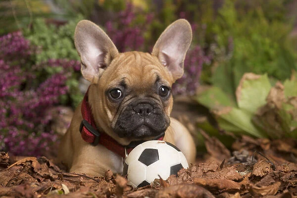 13132146. French Bulldog puppy outdoors in Autumn Date