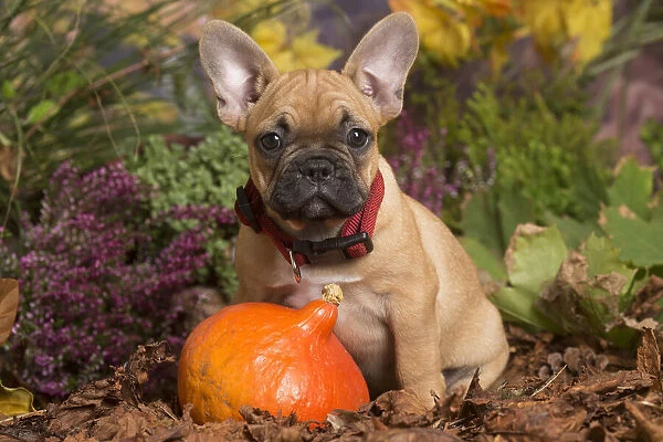 13132147. French Bulldog puppy outdoors in Autumn Date