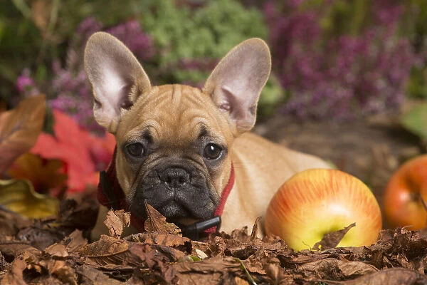 13132148. French Bulldog puppy outdoors in Autumn Date