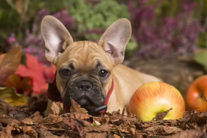 Framed Print : 13132148. French Bulldog puppy outdoors in Autumn Date Framed Print : 13132148. French Bulldog puppy outdoors in Autumn Date