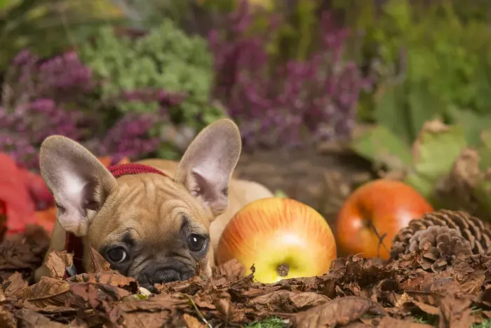 Framed Print : 13132149. French Bulldog puppy outdoors in Autumn Date Framed Print : 13132149. French Bulldog puppy outdoors in Autumn Date