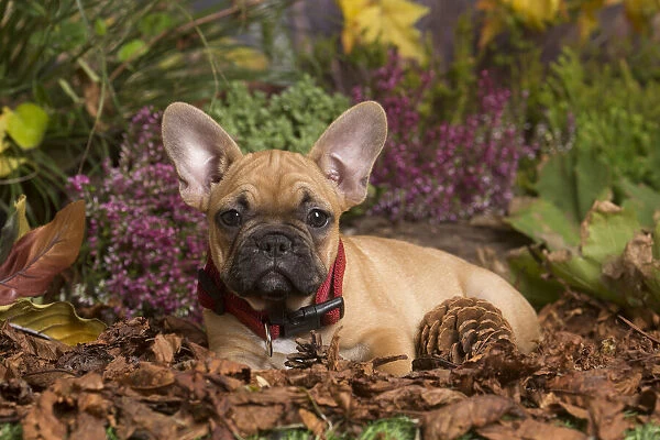13132150. French Bulldog puppy outdoors in Autumn Date