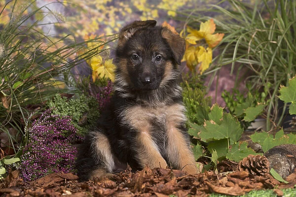 13132151. German Shepherd puppy outdoors in Autumn Date