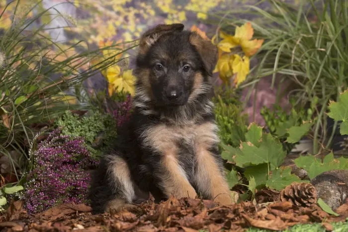 Framed Print : 13132151. German Shepherd puppy outdoors in Autumn Date Framed Print : 13132151. German Shepherd puppy outdoors in Autumn Date