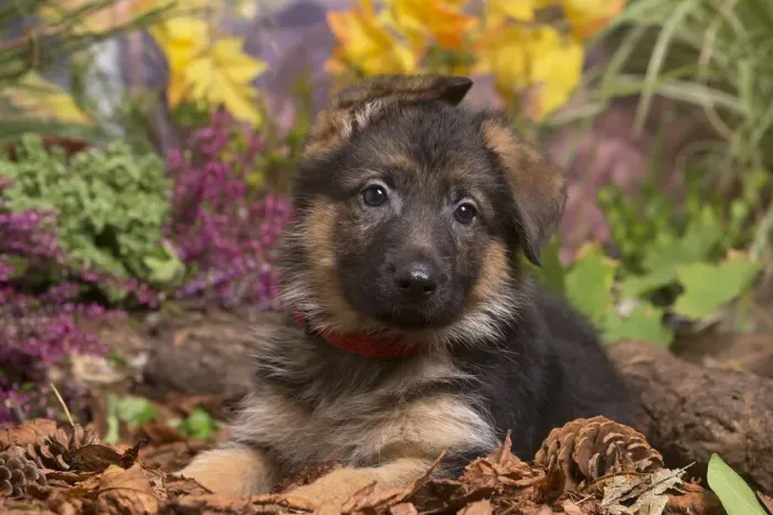 Framed Print : 13132152. German Shepherd puppy outdoors in Autumn Date