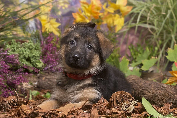 13132153. German Shepherd puppy outdoors in Autumn Date