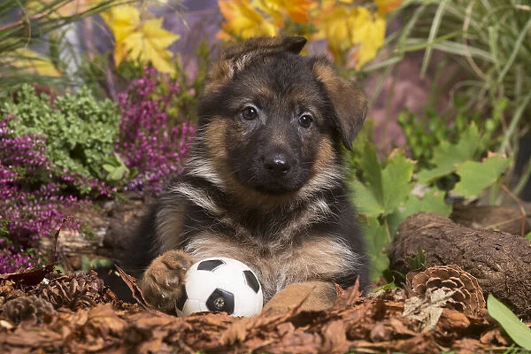 13132154. German Shepherd puppy outdoors in Autumn Date