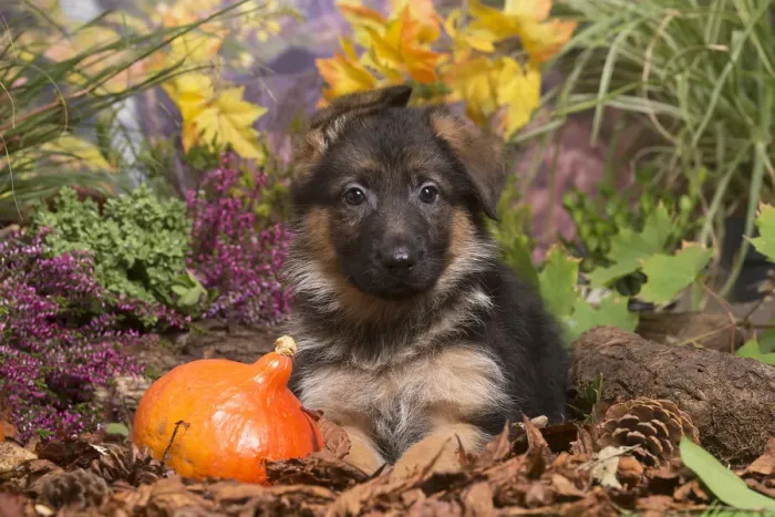 Framed Print : 13132155. German Shepherd puppy outdoors in Autumn Date Framed Print : 13132155. German Shepherd puppy outdoors in Autumn Date