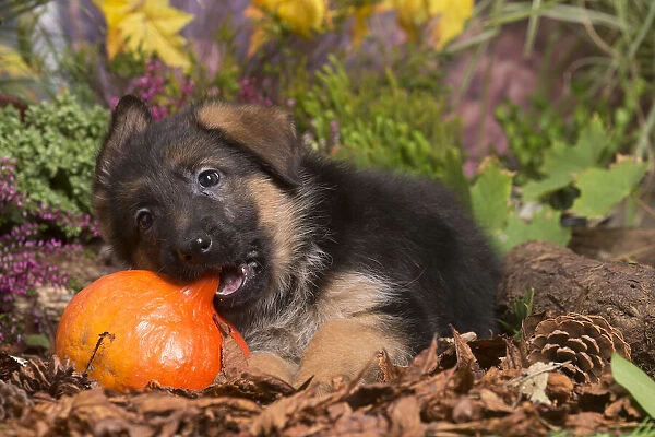 13132156. German Shepherd puppy outdoors in Autumn Date
