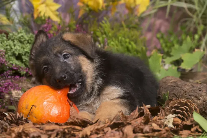 Framed Print : 13132156. German Shepherd puppy outdoors in Autumn Date Framed Print : 13132156. German Shepherd puppy outdoors in Autumn Date