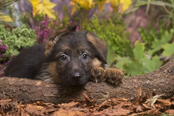 13132157. German Shepherd puppy outdoors in Autumn Date