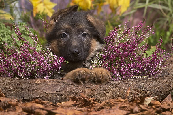 13132158. German Shepherd puppy outdoors in Autumn Date