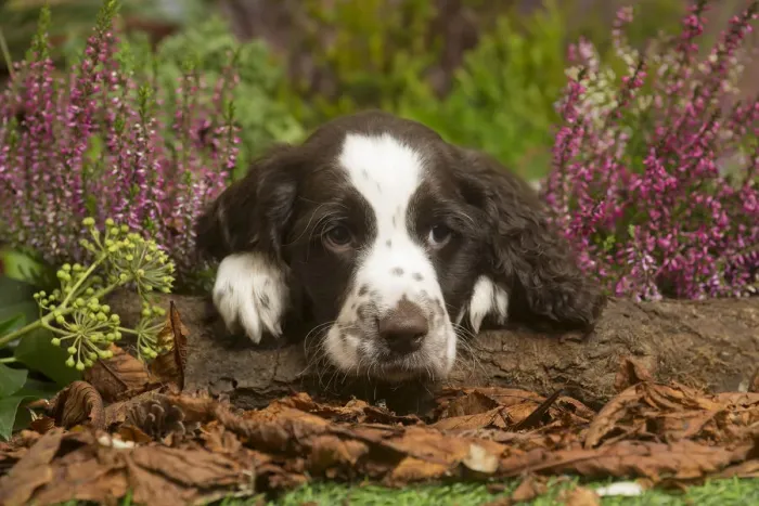 Framed Print : 13132159. Springer Spaniel puppy outdoors in Autumn Date Framed Print : 13132159. Springer Spaniel puppy outdoors in Autumn Date