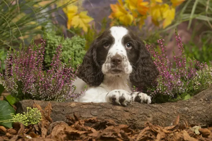 Framed Print : 13132160. Springer Spaniel puppy outdoors in Autumn Date Framed Print : 13132160. Springer Spaniel puppy outdoors in Autumn Date