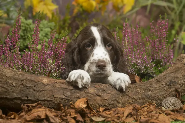 Framed Print : 13132162. Springer Spaniel puppy outdoors in Autumn Date Framed Print : 13132162. Springer Spaniel puppy outdoors in Autumn Date