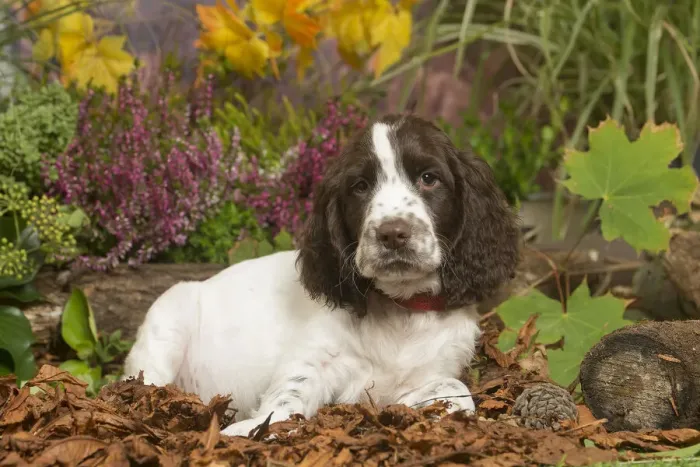 Framed Print : 13132163. Springer Spaniel puppy outdoors in Autumn Date Framed Print : 13132163. Springer Spaniel puppy outdoors in Autumn Date