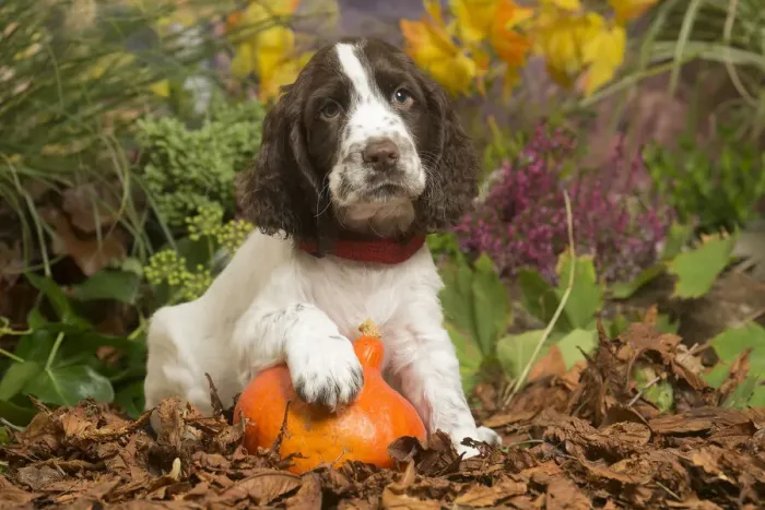 Framed Print : 13132164. Springer Spaniel puppy outdoors in Autumn Date Framed Print : 13132164. Springer Spaniel puppy outdoors in Autumn Date