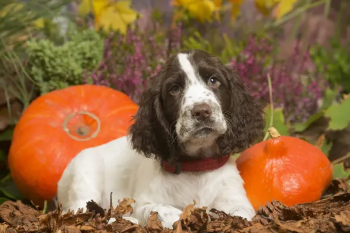 Framed Print : 13132165. Springer Spaniel puppy outdoors in Autumn Date Framed Print : 13132165. Springer Spaniel puppy outdoors in Autumn Date