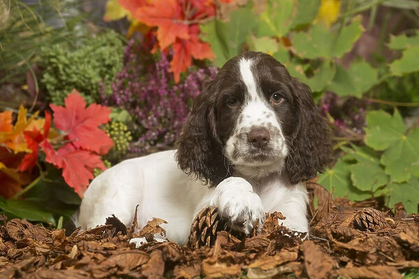 13132166. Springer Spaniel puppy outdoors in Autumn Date