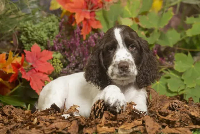Framed Print : 13132166. Springer Spaniel puppy outdoors in Autumn Date Framed Print : 13132166. Springer Spaniel puppy outdoors in Autumn Date