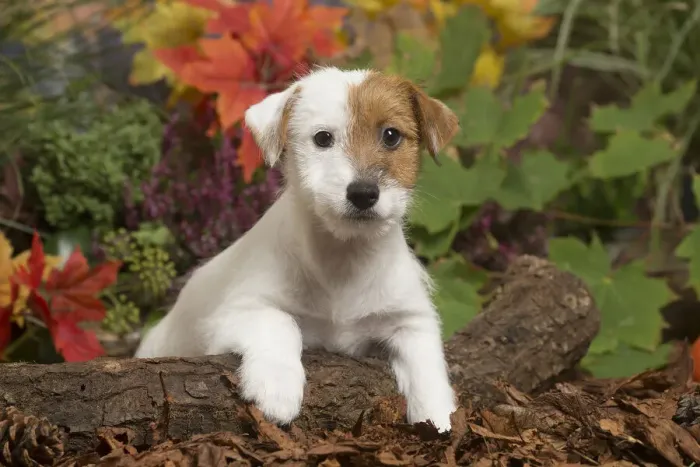 Framed Print : 13132167. Jack Russell Terrier puppy outdoors in Autumn Date Framed Print : 13132167. Jack Russell Terrier puppy outdoors in Autumn Date