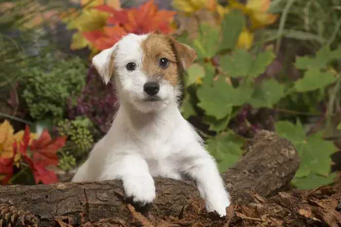 Framed Print : 13132168. Jack Russell Terrier puppy outdoors in Autumn Date Framed Print : 13132168. Jack Russell Terrier puppy outdoors in Autumn Date