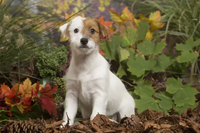 Framed Print : 13132169. Jack Russell Terrier puppy outdoors in Autumn Date Framed Print : 13132169. Jack Russell Terrier puppy outdoors in Autumn Date