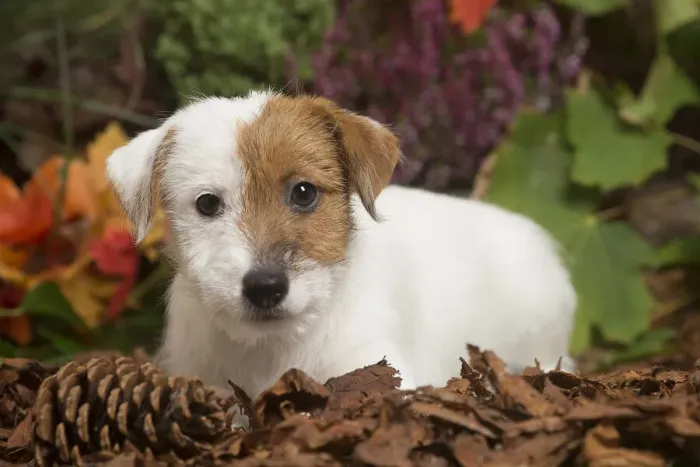 Framed Print : 13132170. Jack Russell Terrier puppy outdoors in Autumn Date Framed Print : 13132170. Jack Russell Terrier puppy outdoors in Autumn Date