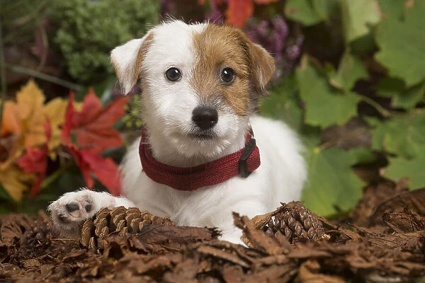 13132171. Jack Russell Terrier puppy outdoors in Autumn Date