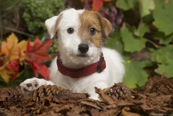 Framed Print : 13132171. Jack Russell Terrier puppy outdoors in Autumn Date Framed Print : 13132171. Jack Russell Terrier puppy outdoors in Autumn Date