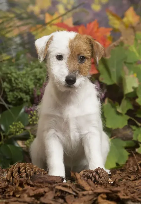 Framed Print : 13132172. Jack Russell Terrier puppy outdoors in Autumn Date Framed Print : 13132172. Jack Russell Terrier puppy outdoors in Autumn Date