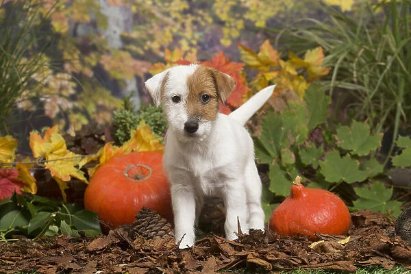 13132173. Jack Russell Terrier puppy outdoors in Autumn Date
