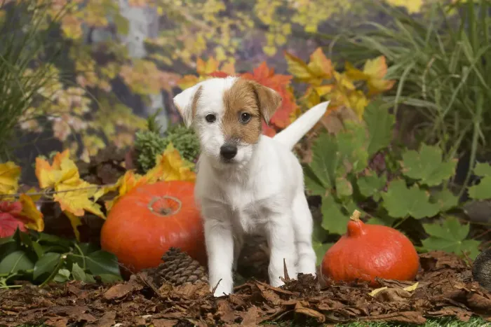 Framed Print : 13132173. Jack Russell Terrier puppy outdoors in Autumn Date Framed Print : 13132173. Jack Russell Terrier puppy outdoors in Autumn Date