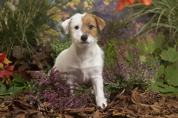 13132174. Jack Russell Terrier puppy outdoors in Autumn Date