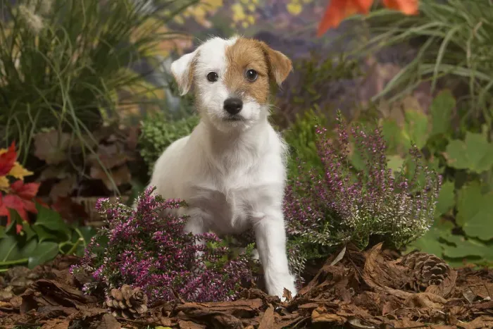 Framed Print : 13132174. Jack Russell Terrier puppy outdoors in Autumn Date Framed Print : 13132174. Jack Russell Terrier puppy outdoors in Autumn Date