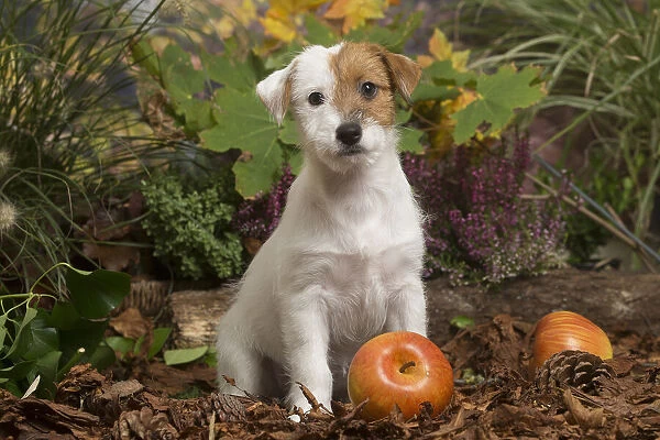 13132175. Jack Russell Terrier puppy outdoors in Autumn Date