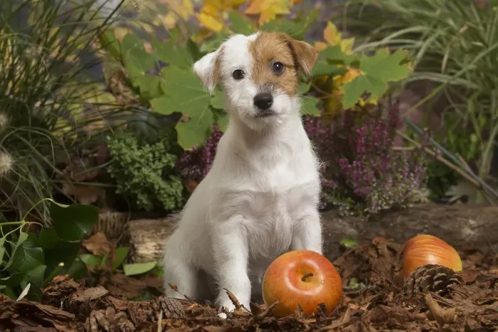 Framed Print : 13132175. Jack Russell Terrier puppy outdoors in Autumn Date Framed Print : 13132175. Jack Russell Terrier puppy outdoors in Autumn Date