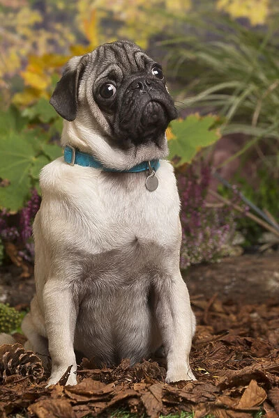 13132176. Pug dog outdoors in Autumn Date